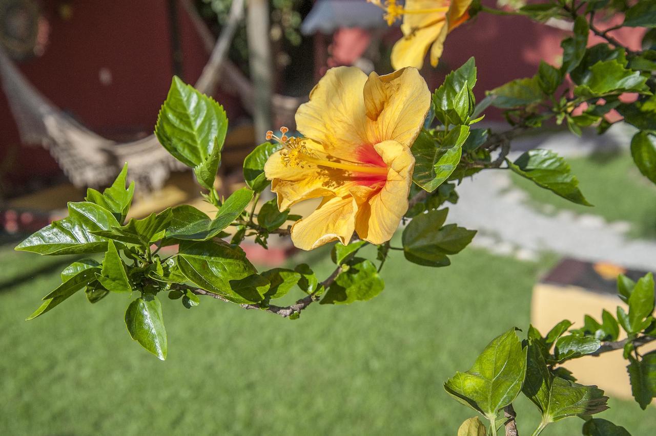 Pousada Manha Dourada ปอร์โตเซกูโร ภายนอก รูปภาพ
